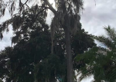 Tree Service in Riverview, FL 33569 (1)